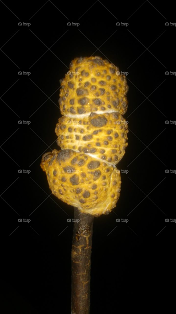 a triple golden marshmallow stick