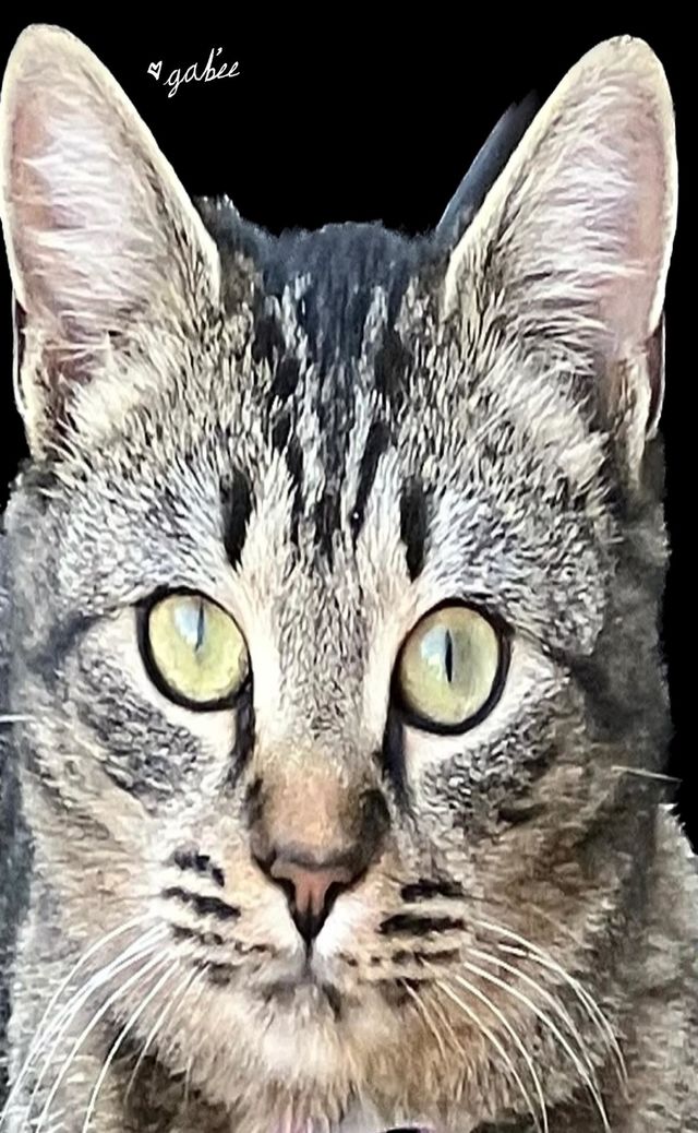 Cat got your tongue?