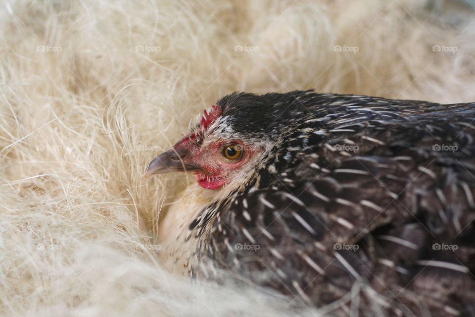 Hen trying to lay egg in a wired fabric with chest pulled out.