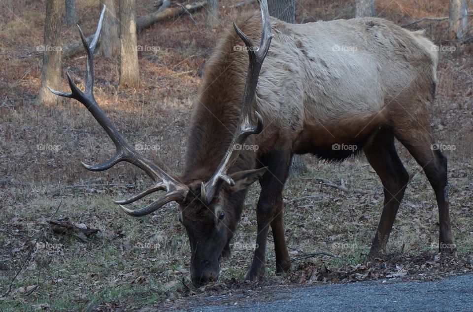 Elk photo taken in park outside of St Louis MO.