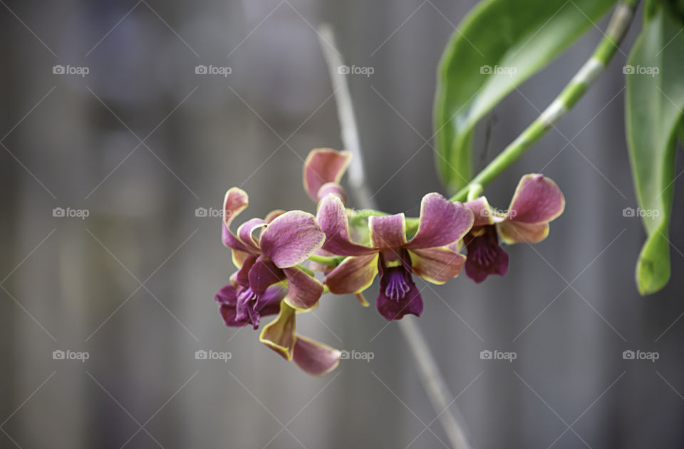 Beautiful purple Orchid Background blurred leaves in the garden.