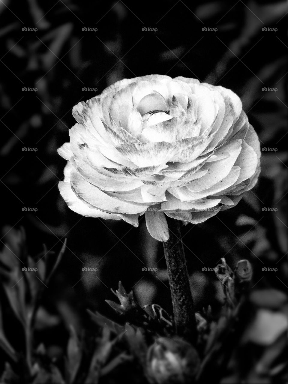 BW flower 