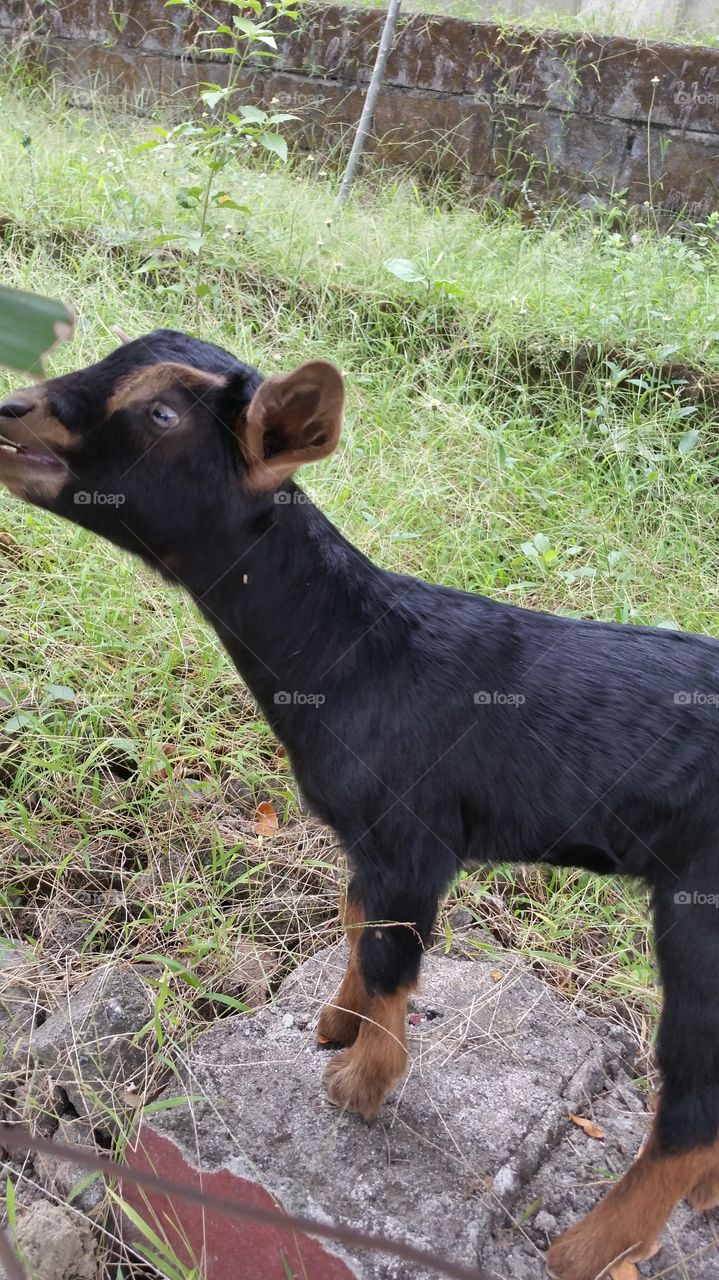 baby goat