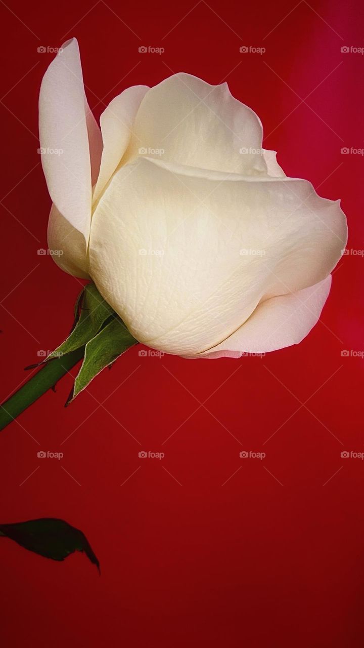 White rose 