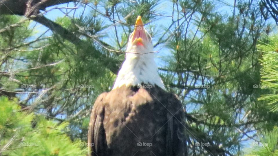 Bald Eagle calling (from my kayak)