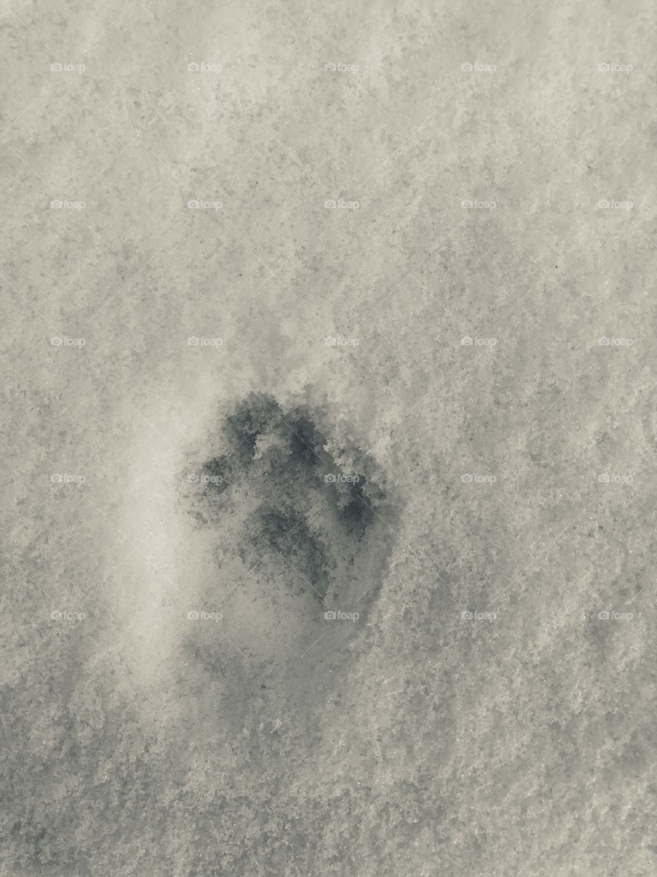 Kitty footprint 