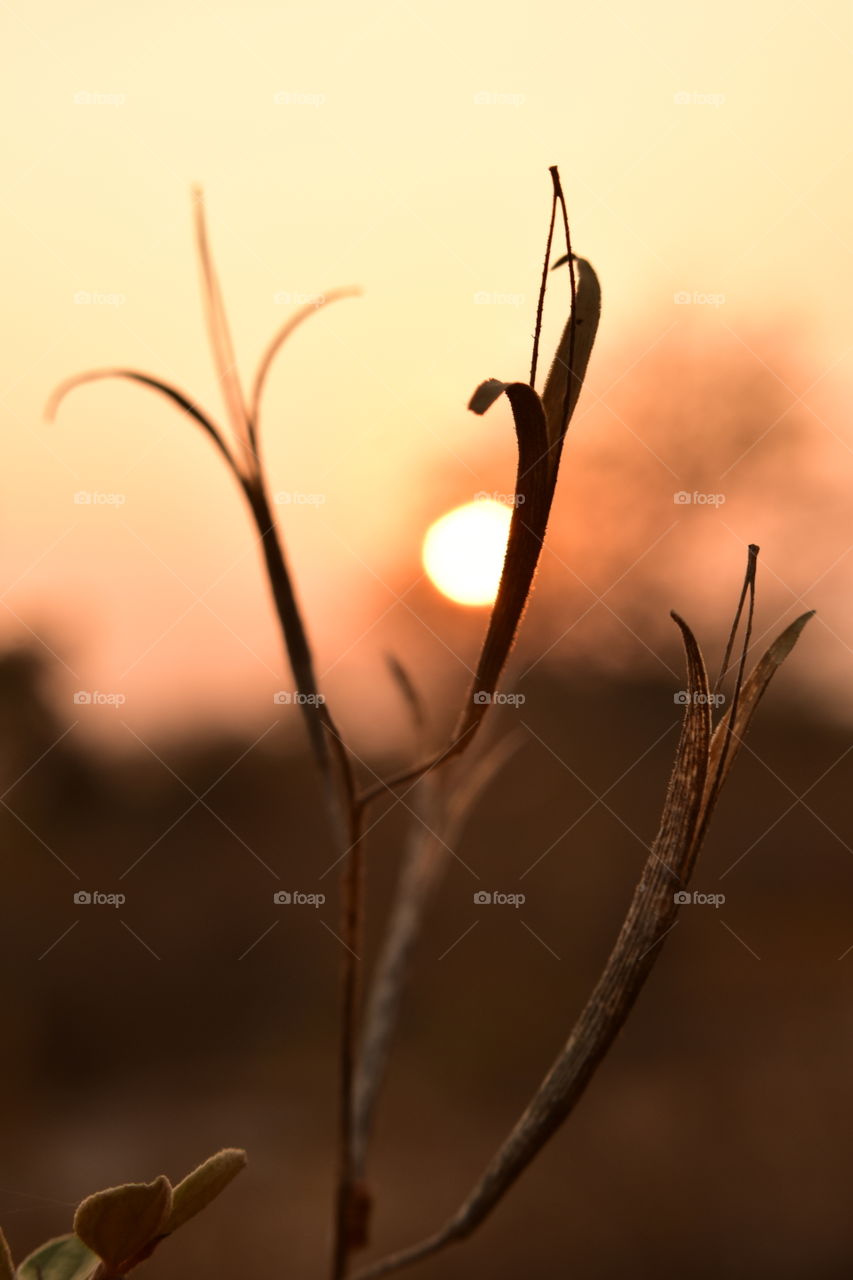 Skelton of seed after the expulsions of seed in dry winter season