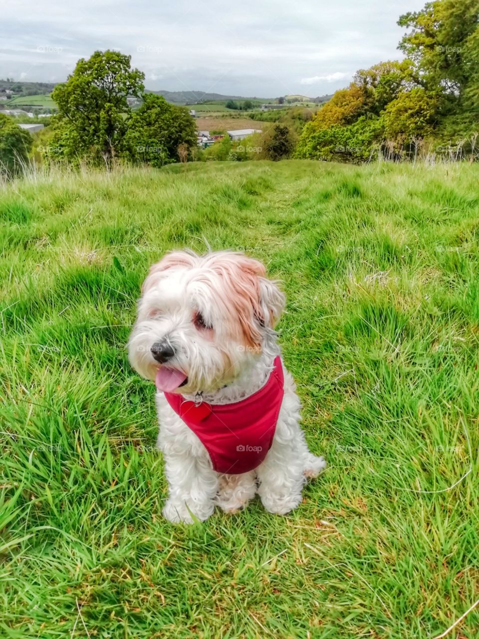 Cute Dog. outside, pet, cute, animal, dog, young, canine, grass, happy, park, nature, breed, green, outdoor, puppy, portrait, domestic, adorable, fun, purebred, summer, beautiful, mammal, playful, spring, friend, pedigree, smile, outdoors, playing,