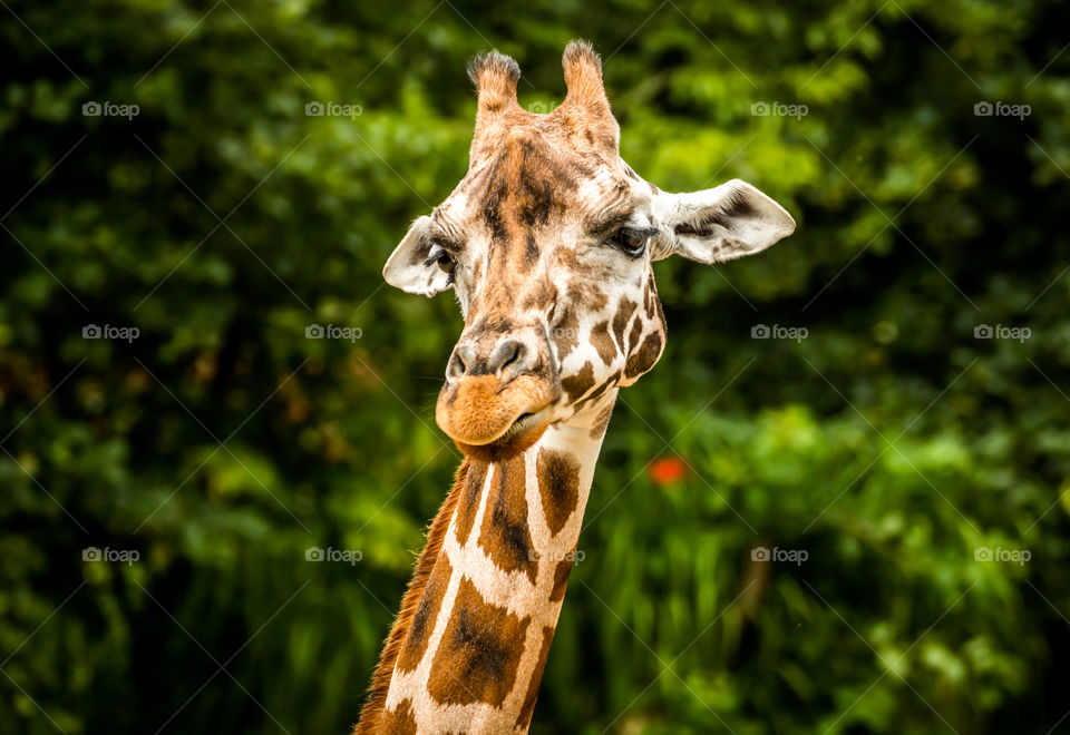 Giraffe