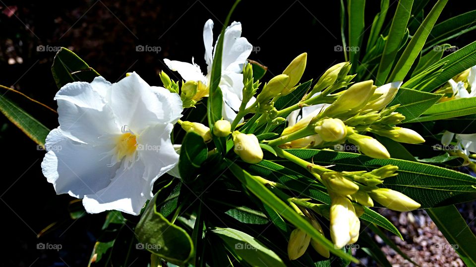 White Flowers. White desert flowers 