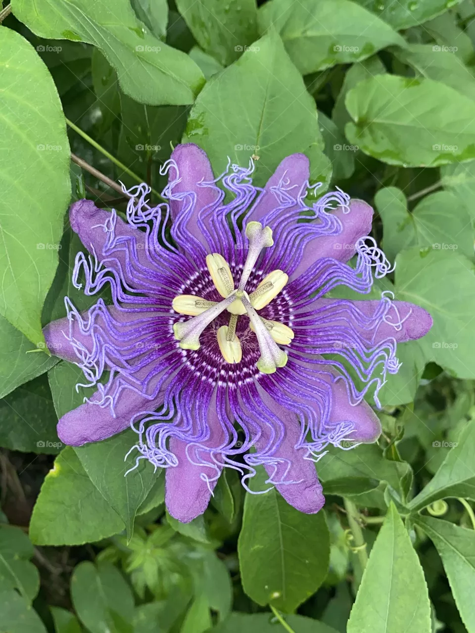 Passion flower