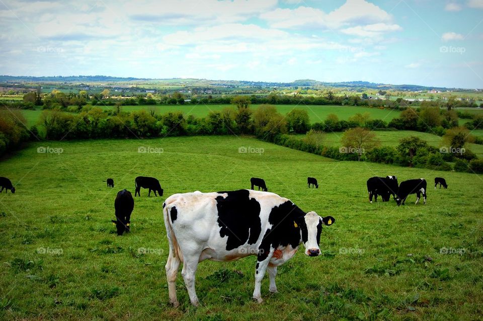 Irish pasture