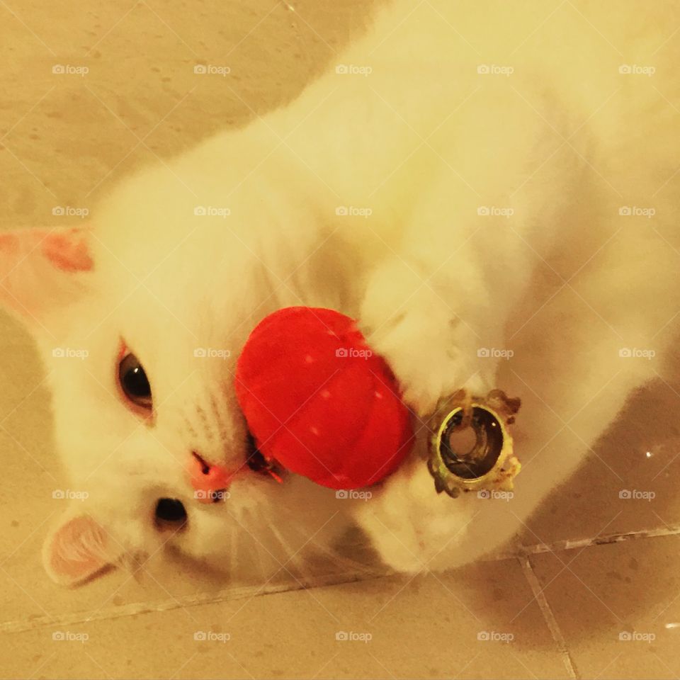 putih the cat. persian mix domestic long hair cute white cat with his toy