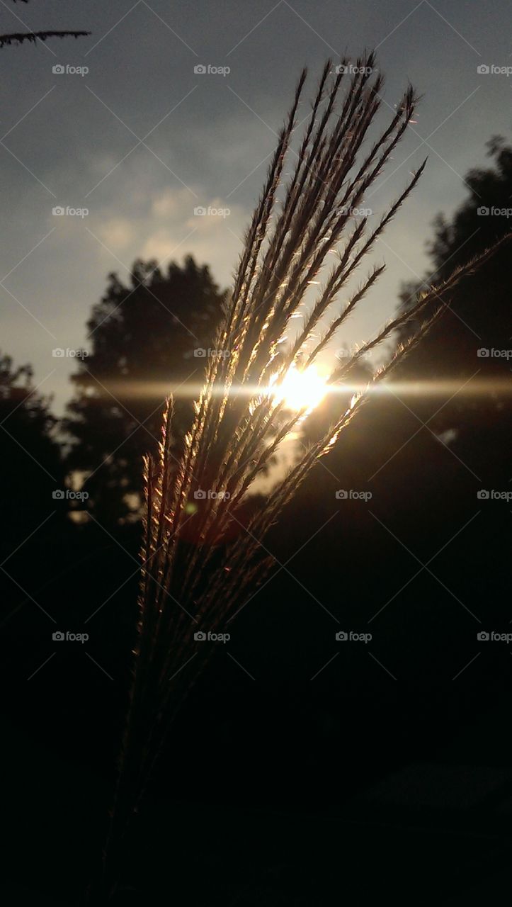 Sunset in the autumn. Sun setting behind grass plume