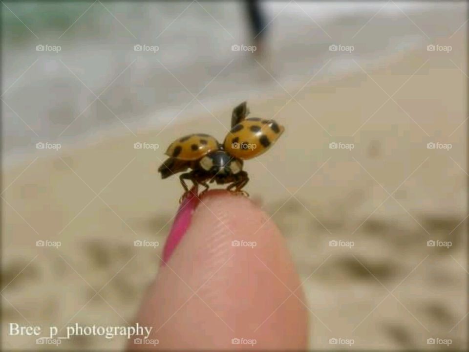 manbug. ladybug on the beach