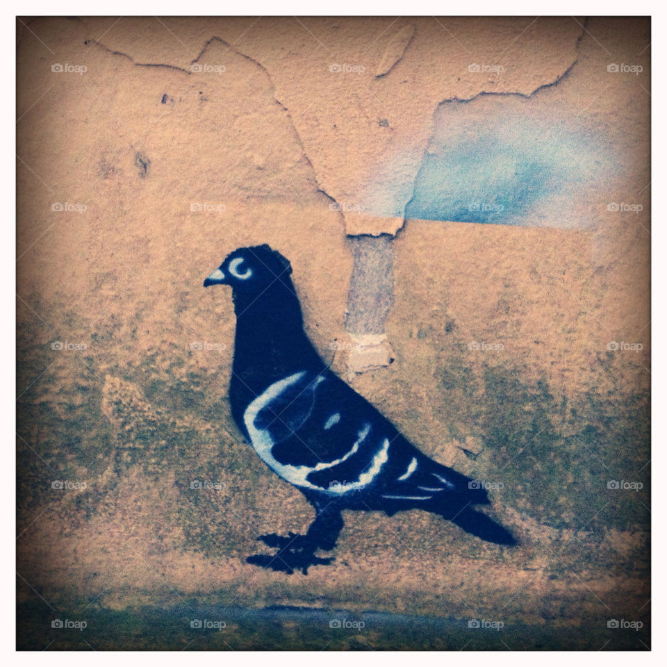 Pigeon Art