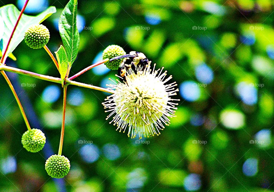 Bumble bee on flower