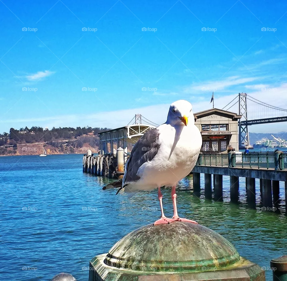 Seagull 1