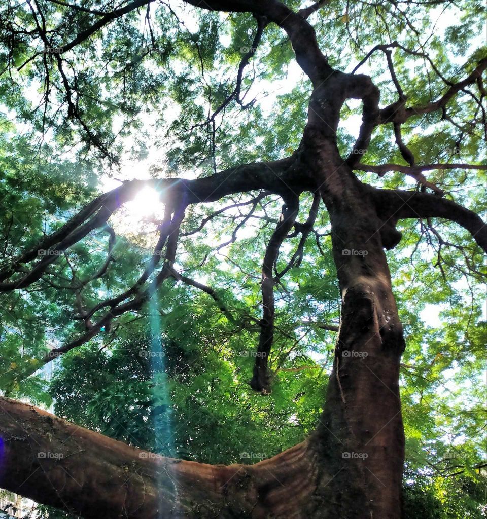tree, raylight and Green