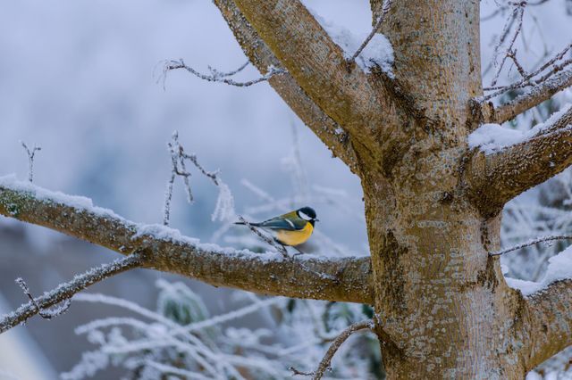 Sitzny sits on a branch in winter