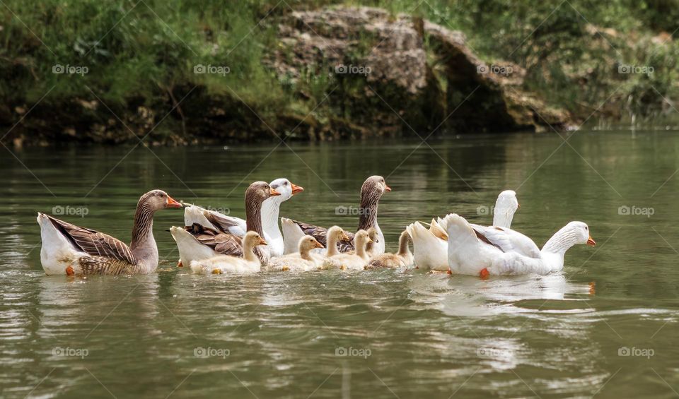 A gaggle of geese with goslings on the river 