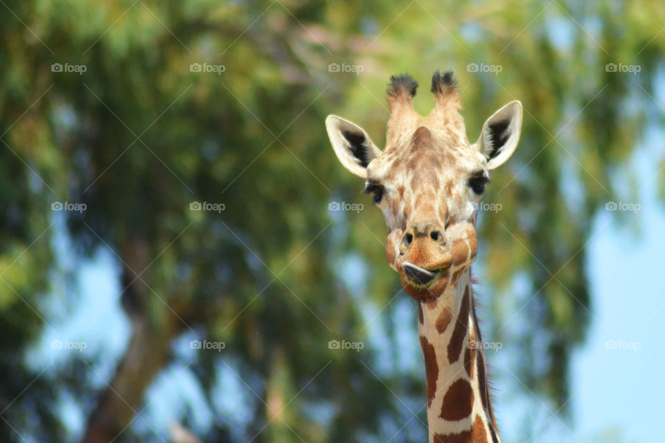 Headshot of giraffe with tongue out of mouth 