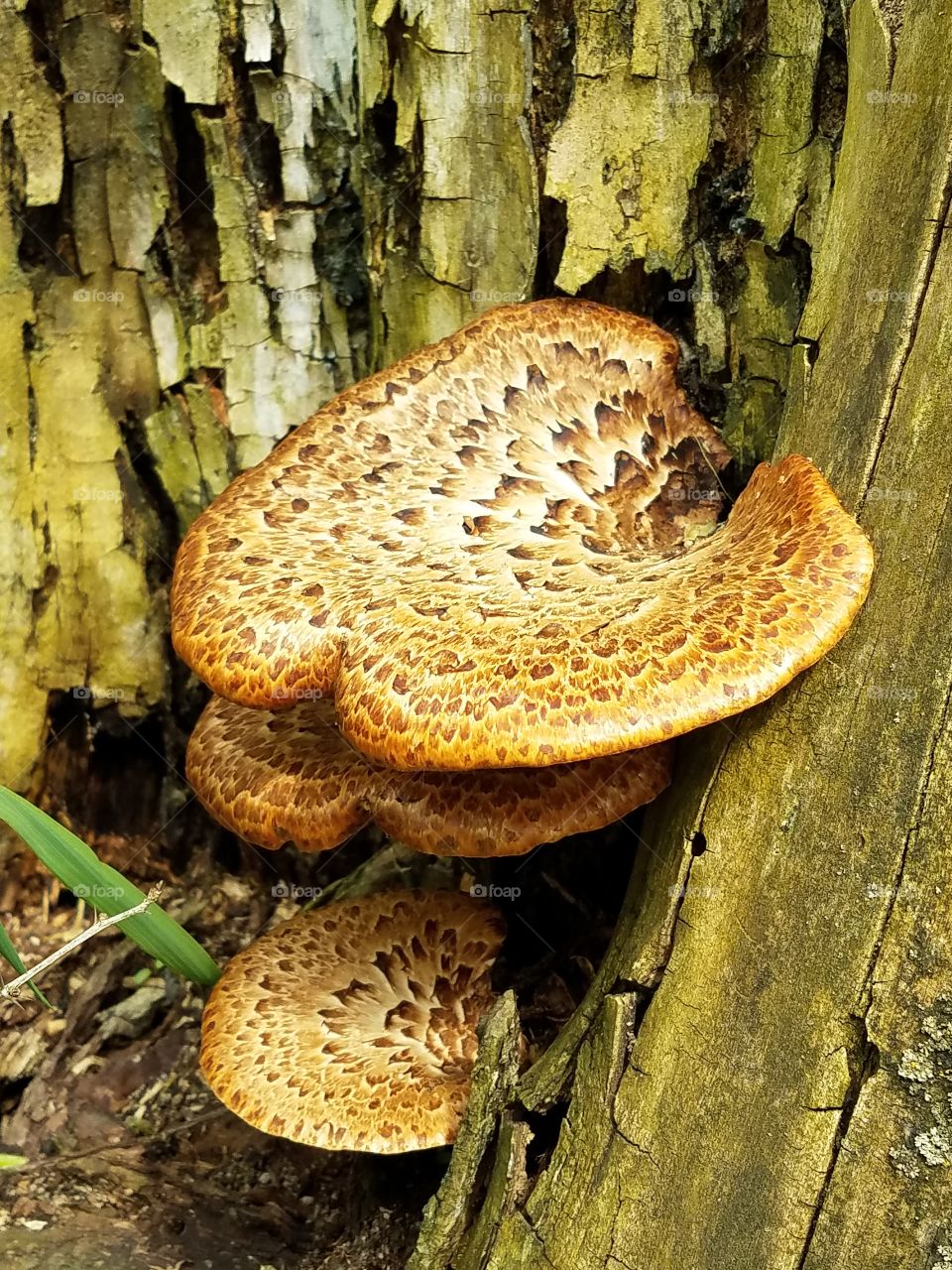 Taking a walk in the woods