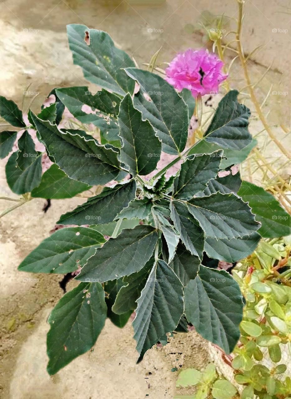 A most beautiful and attractive view.