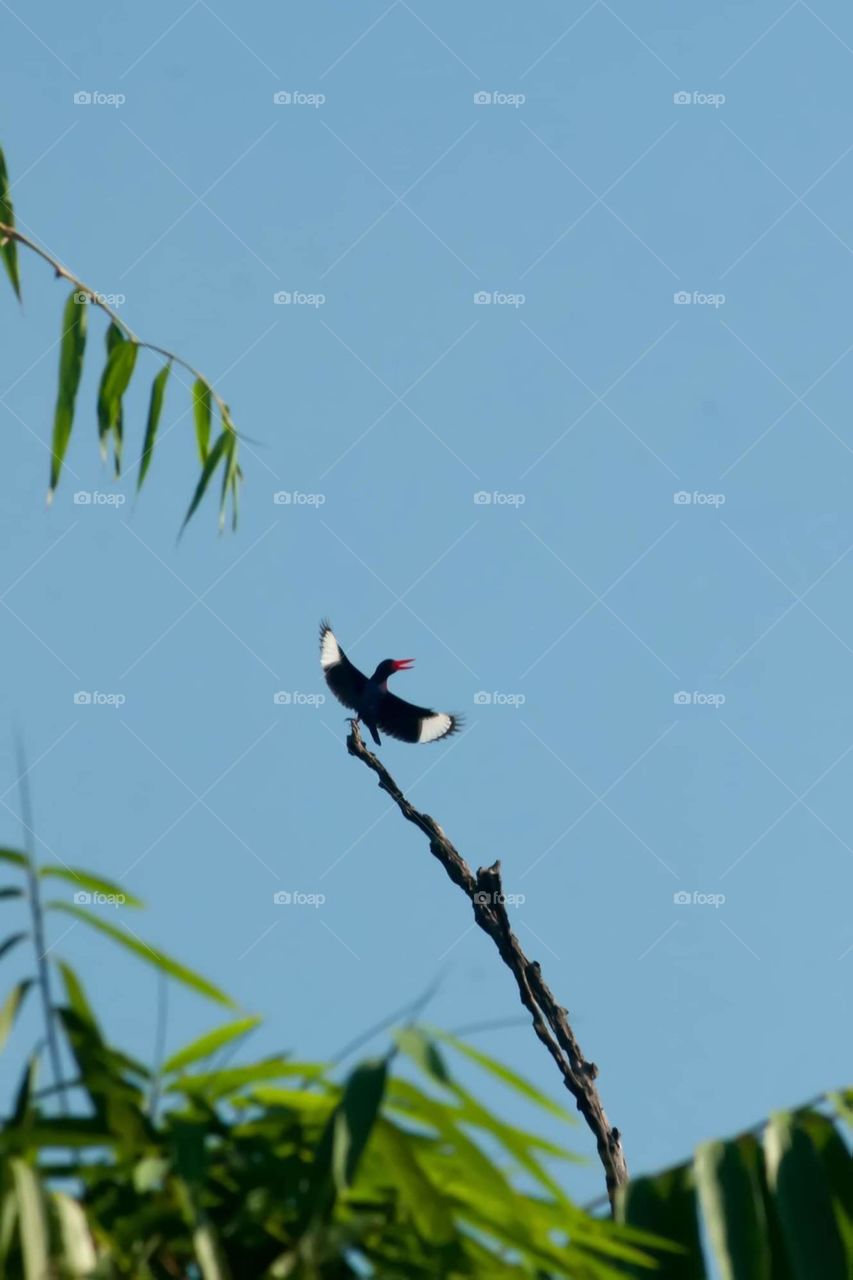 Bird sittung on the trunk in the morning