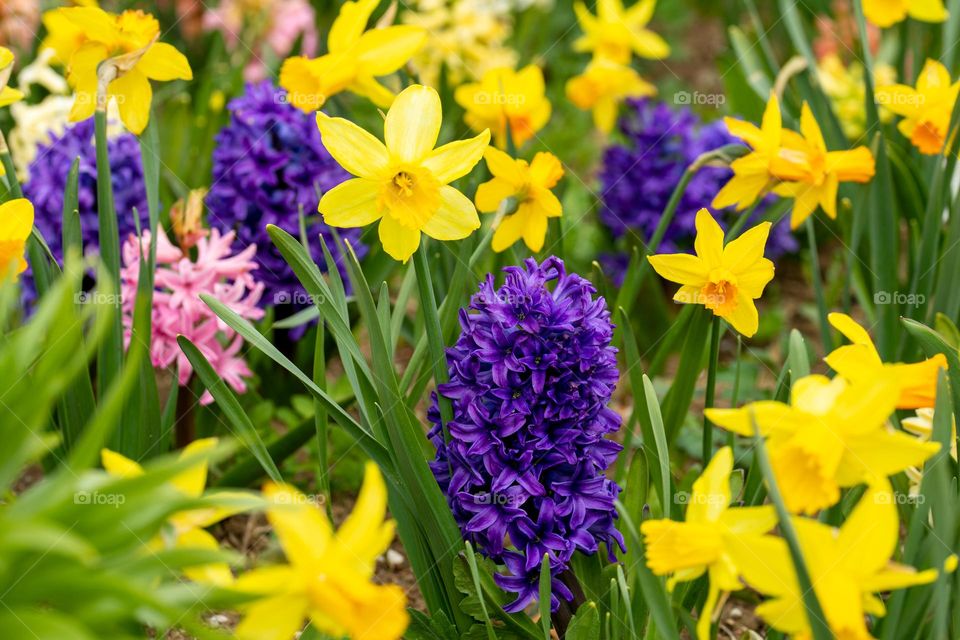 hyacinths and daffodils in spring