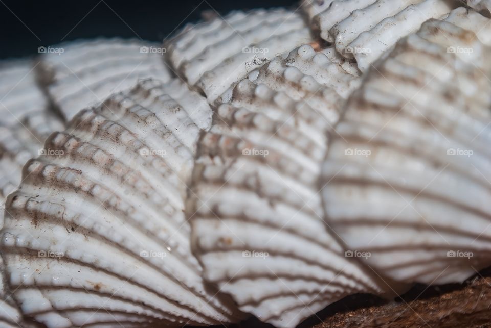 Close-up of white sea shells