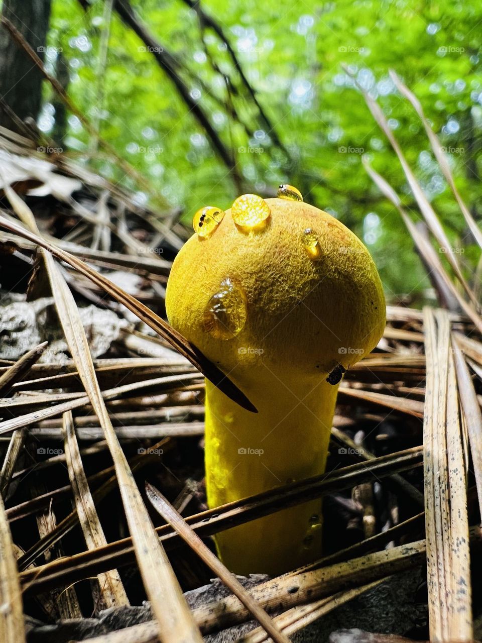 Almost magical yellow mushroom covered in raindrops emerging from the pine needles on the forest floor