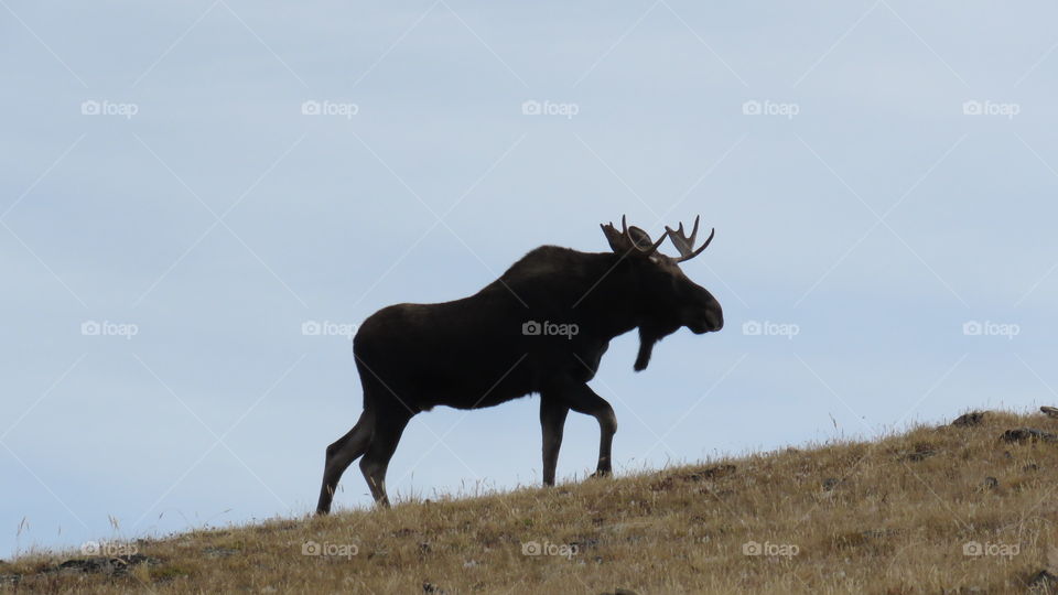 Moose in the Rockies