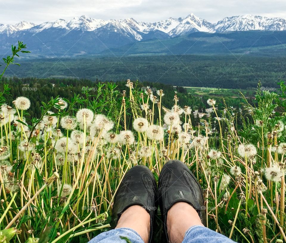 View of Canada's Rocky Mountains from the vantage point of an alpine meadow filled with dandelions gone to seed and wildflowers, near golden bc 