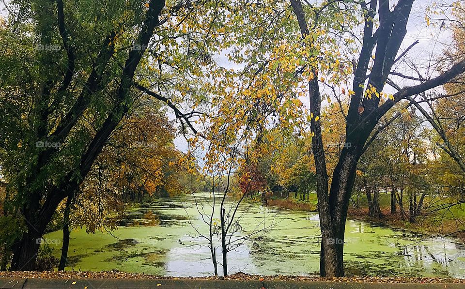 Autumn view of swamp, green, tranquil, November