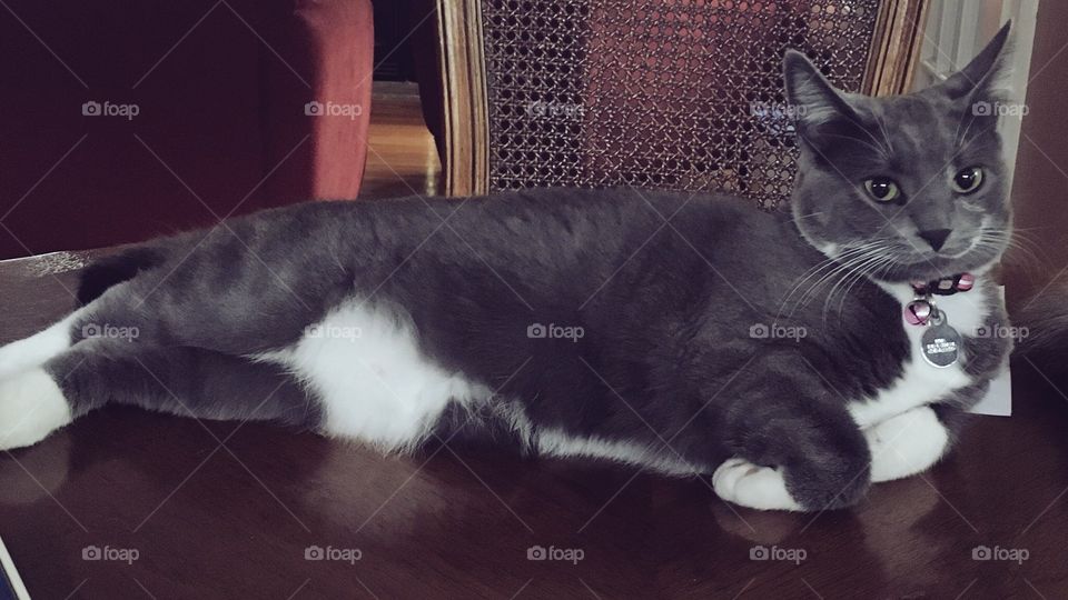 Luna actually decided to be a good kitten and model for me today💕