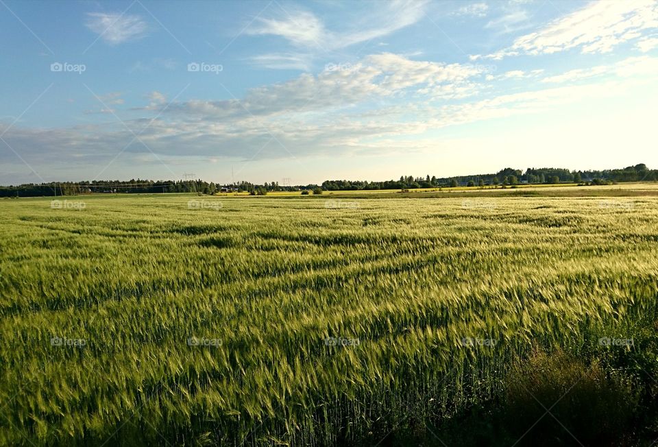 Evening field