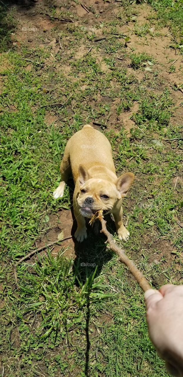 puppy playing with stick outside