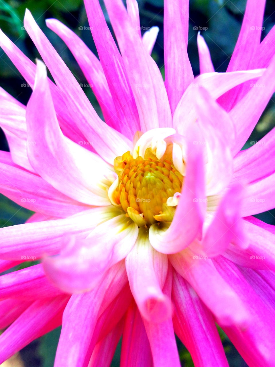 High angle view of flower