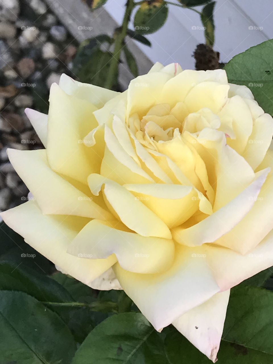 Yellow rose on a rose bush
