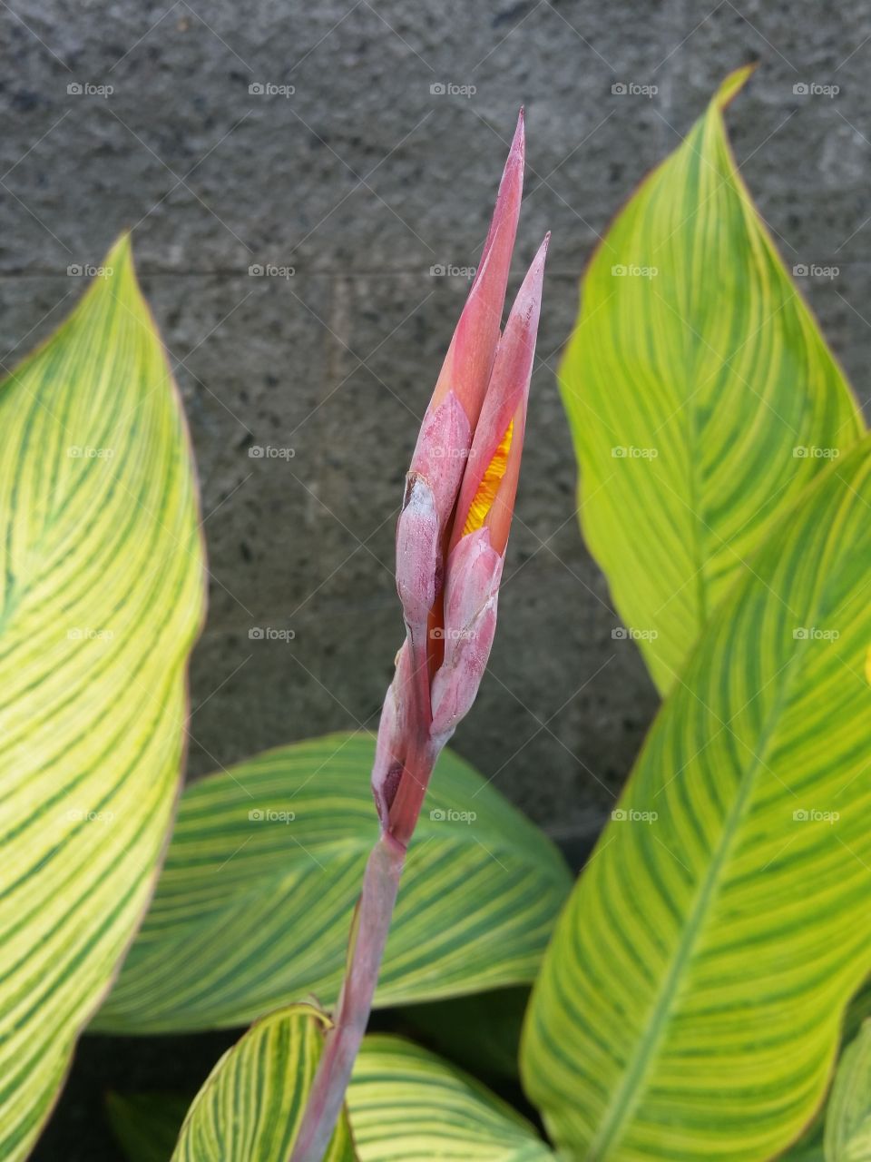 Canna lily about to enter its blooming stage. Look pretty.