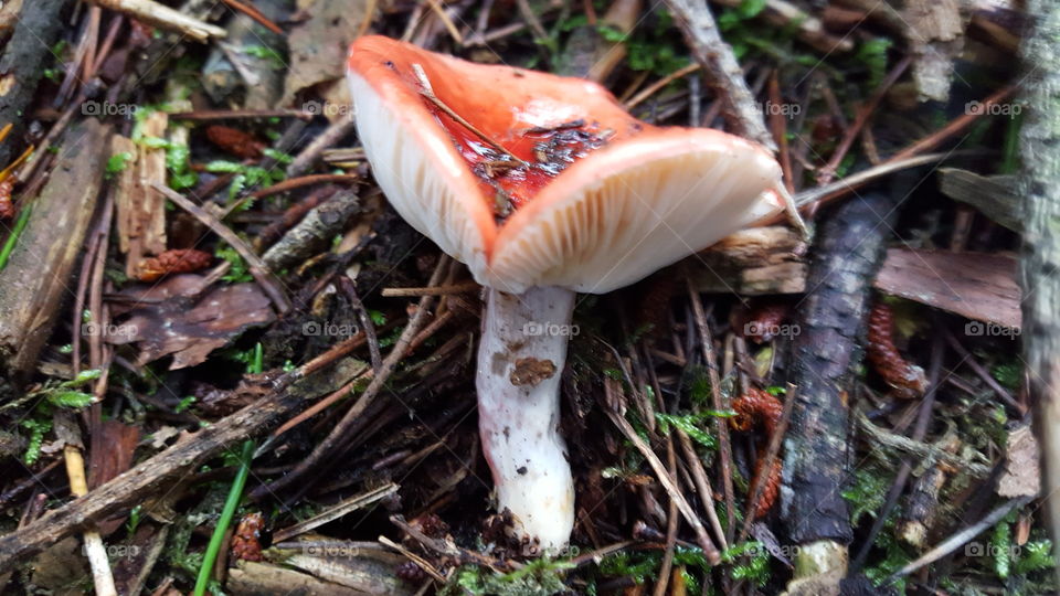 red fungi