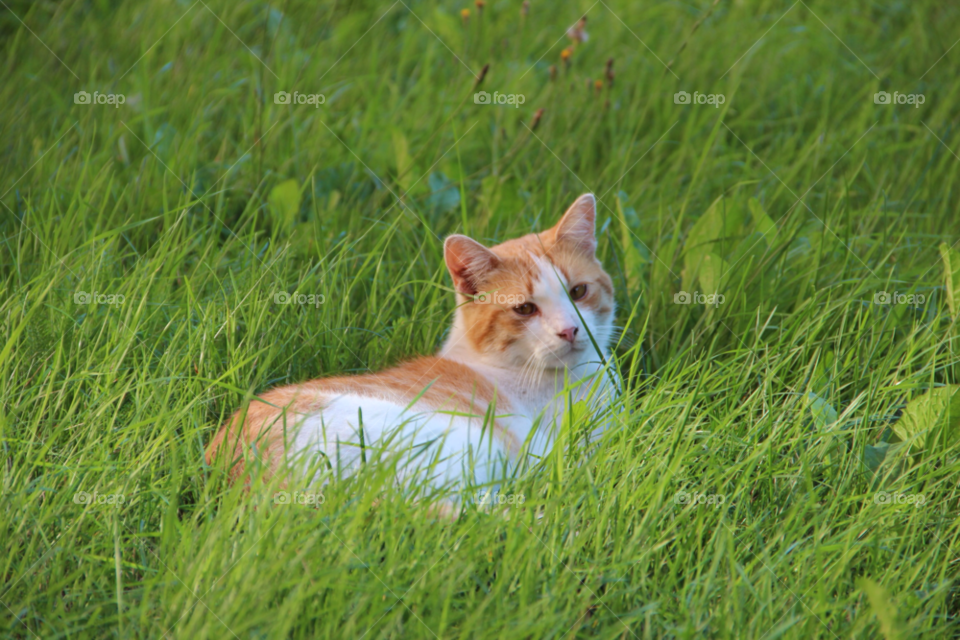 grass cat by laurisdesk