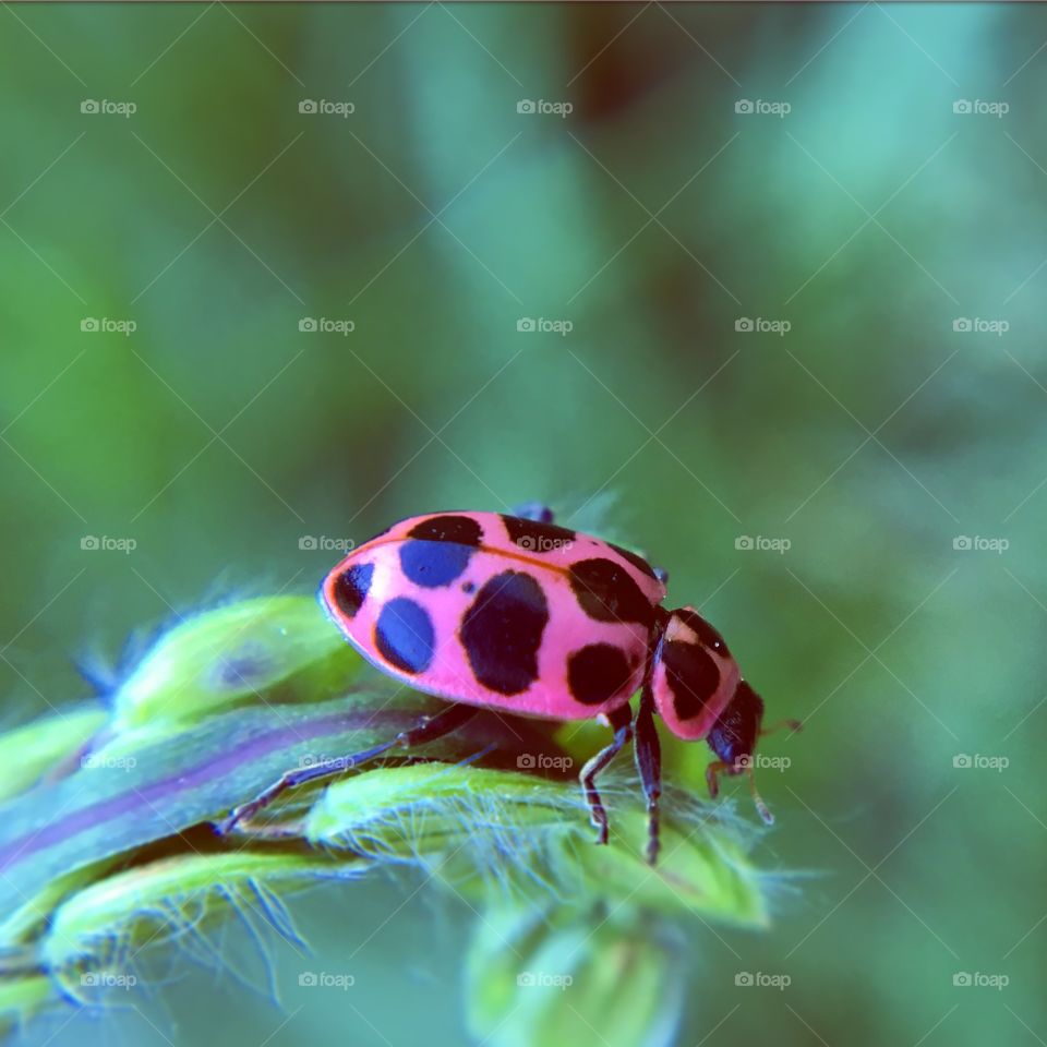 Ladybird