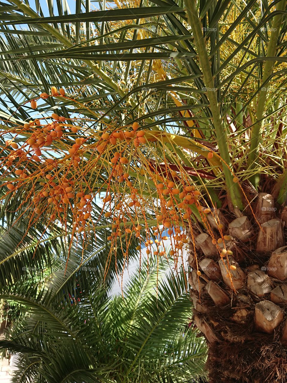 Palm tree fruit