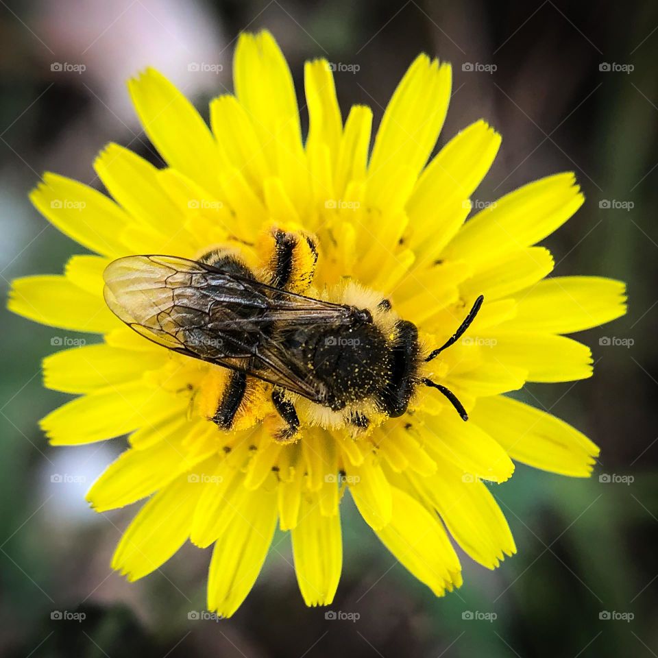 A bee on top of a tiny yellow flower