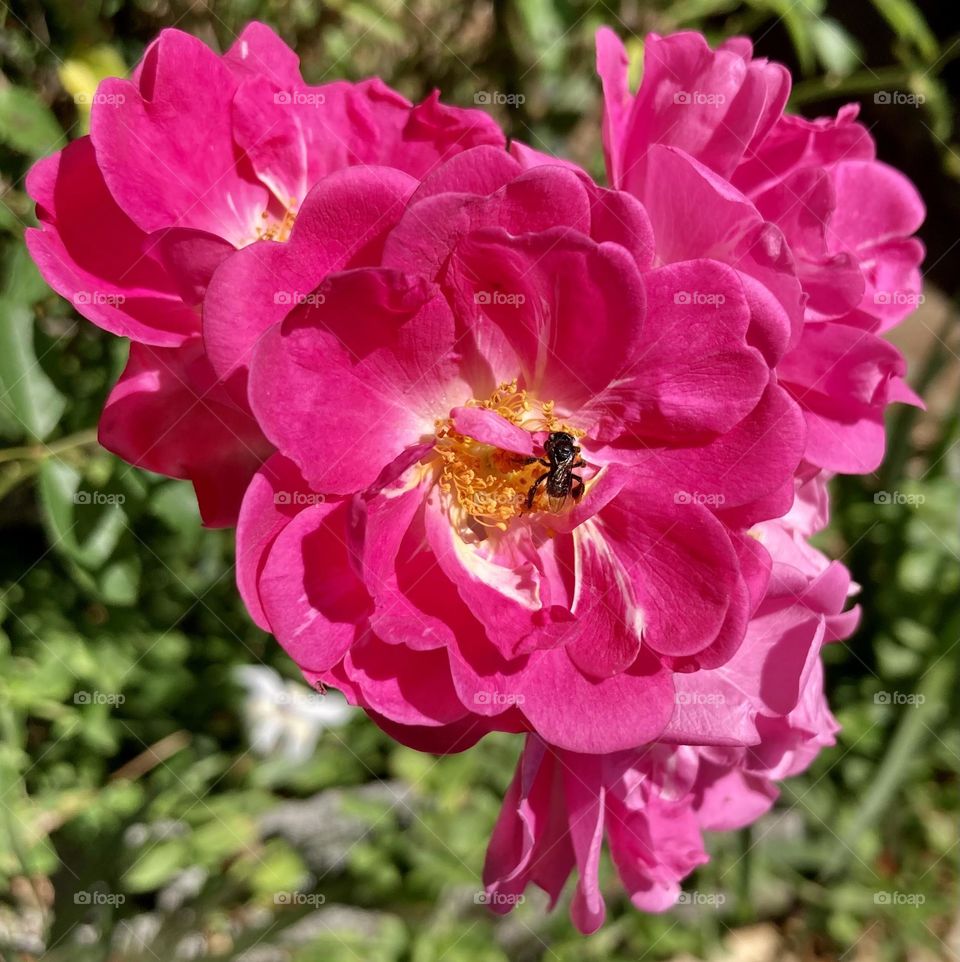 🌹 🇺🇸 Very beautiful flowers to brighten our day.  Live nature and its beauty. Did you like the delicate petals? / 🇧🇷 Flores muito bonitas para alegrar nosso dia. Viva a natureza e sua beleza. Gostaram das pétalas delicadas? 