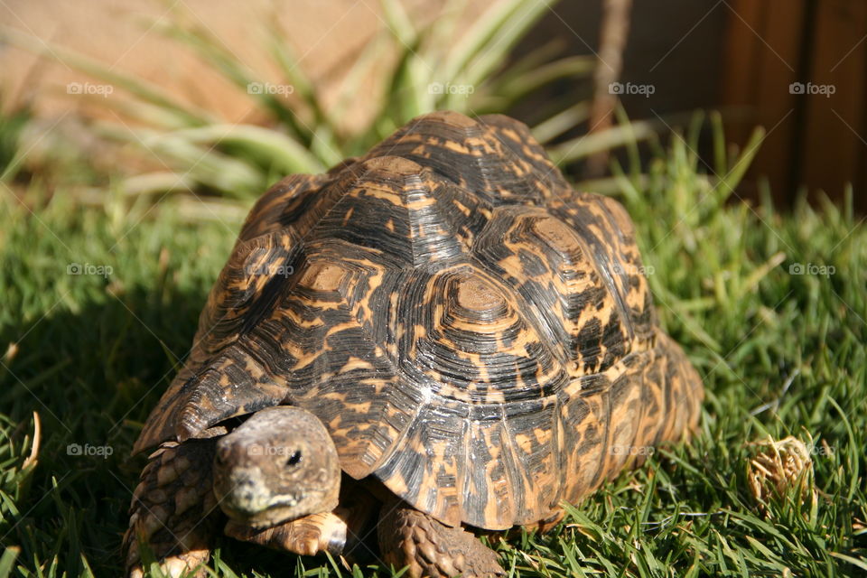 Leopard tortoises have such beautiful patterns on their shells. Our tortoise Speedy just had his calcium powder visible on his beak