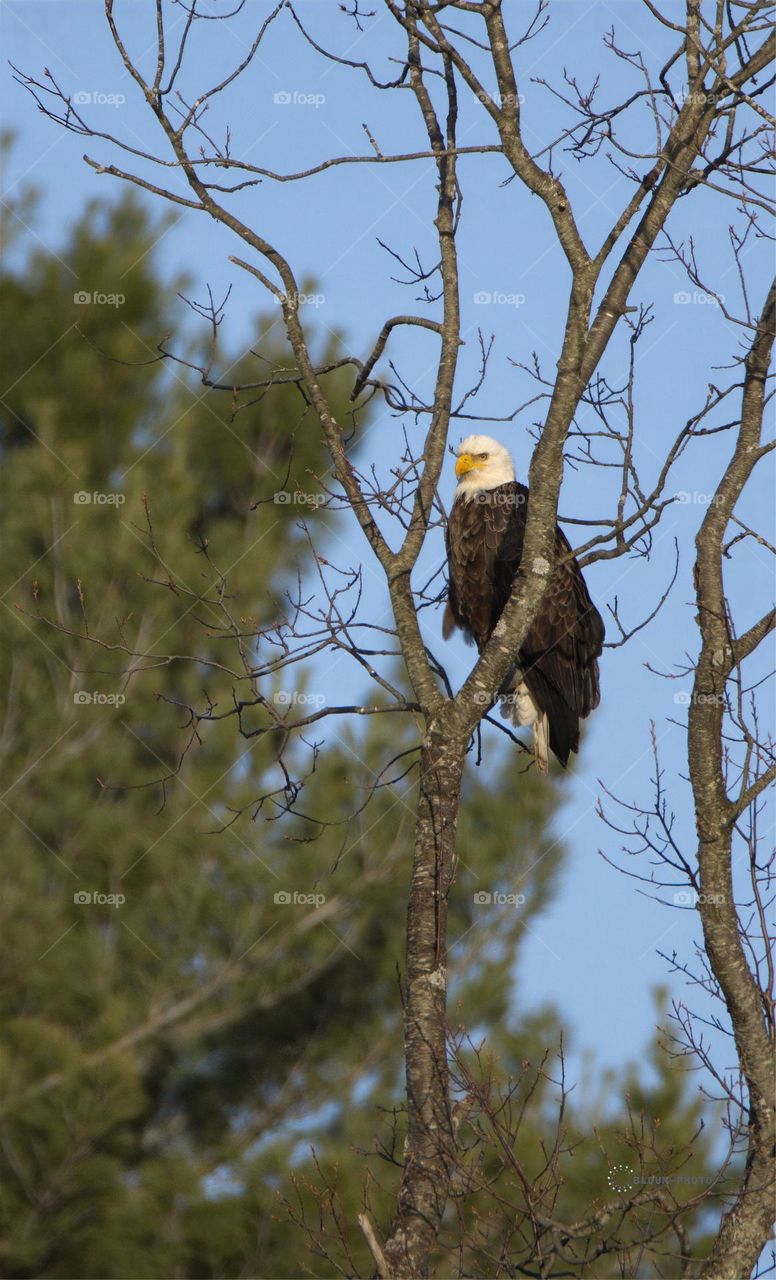 Bald Eagle