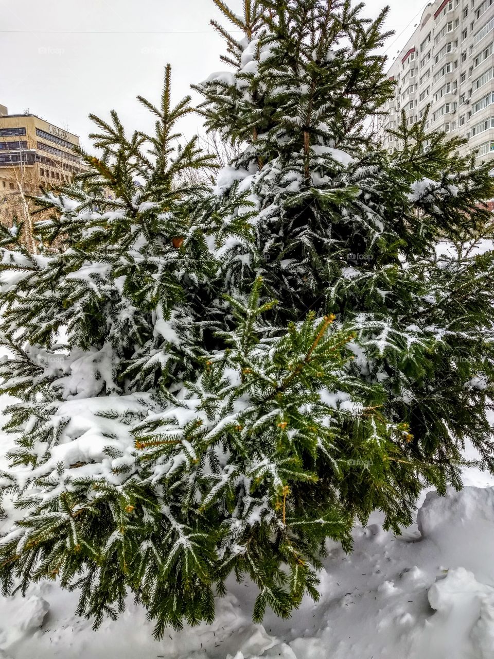 winter.snow. spruce.   Branch.  city.  scenery. a Park.